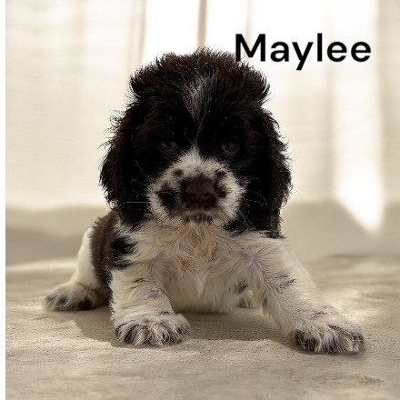 puppy, for, sale, Cocker Spaniel, Joe & Cherri  Overlease, dog, breeder, Miller, MO, dog-breeder, puppy-for-sale, forsale, nearby, find, puppyfind, locator, puppylocator, aca